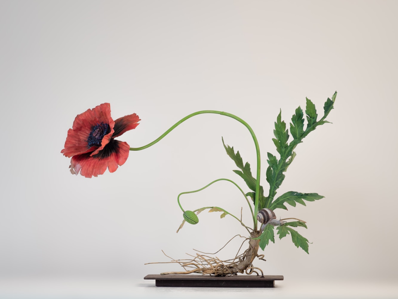 Carmen Almon, Red Poppy with Snail, 2023