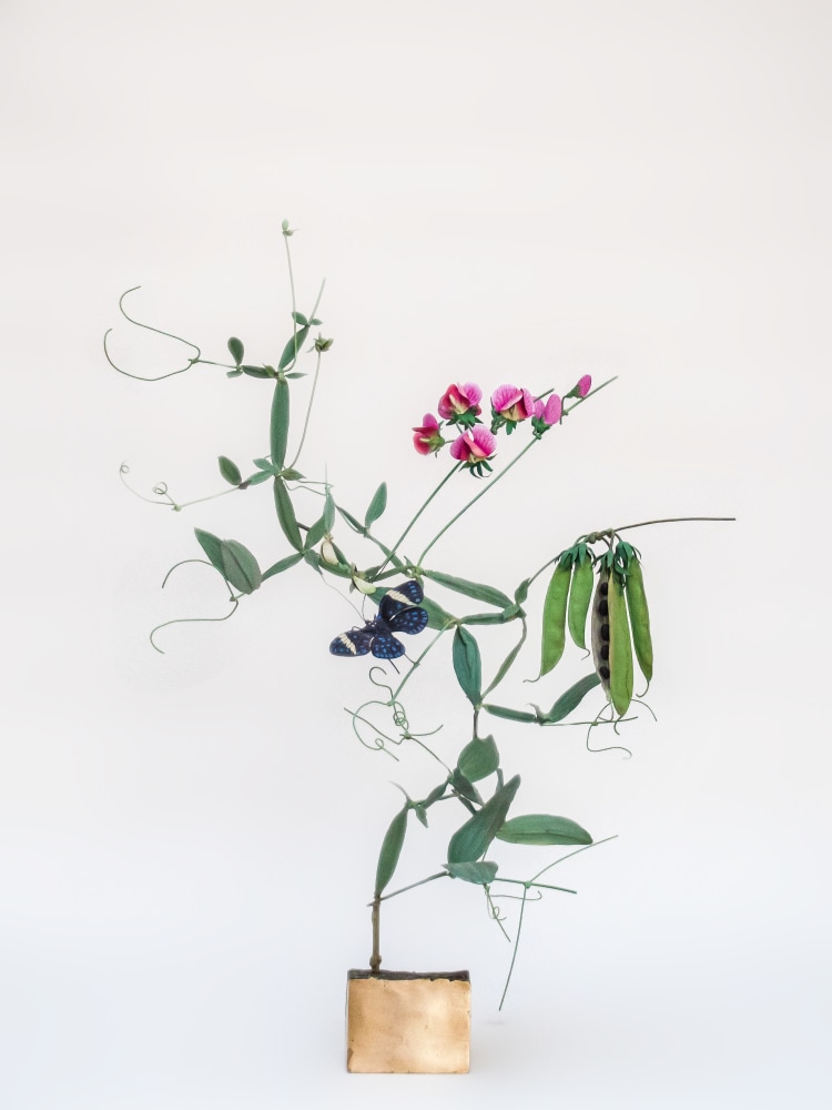 Carmen Almon, Sweet Pea with Queen Cracker,&nbsp;2021