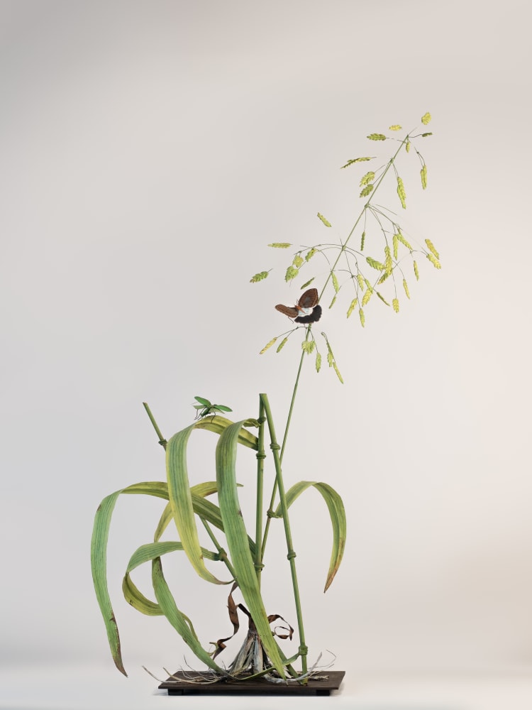 Carmen Almon, Sorghum with Eryphanus Butterfly, 2023