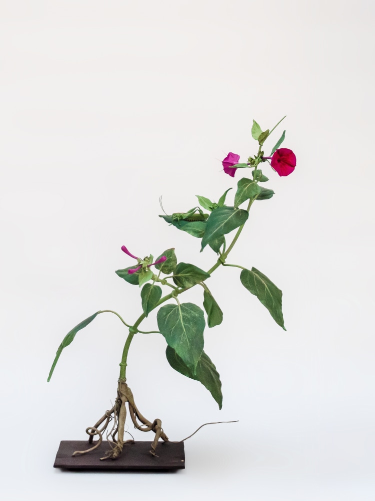 Carmen Almon, Marvel of Peru with Green Grasshopper, 2021