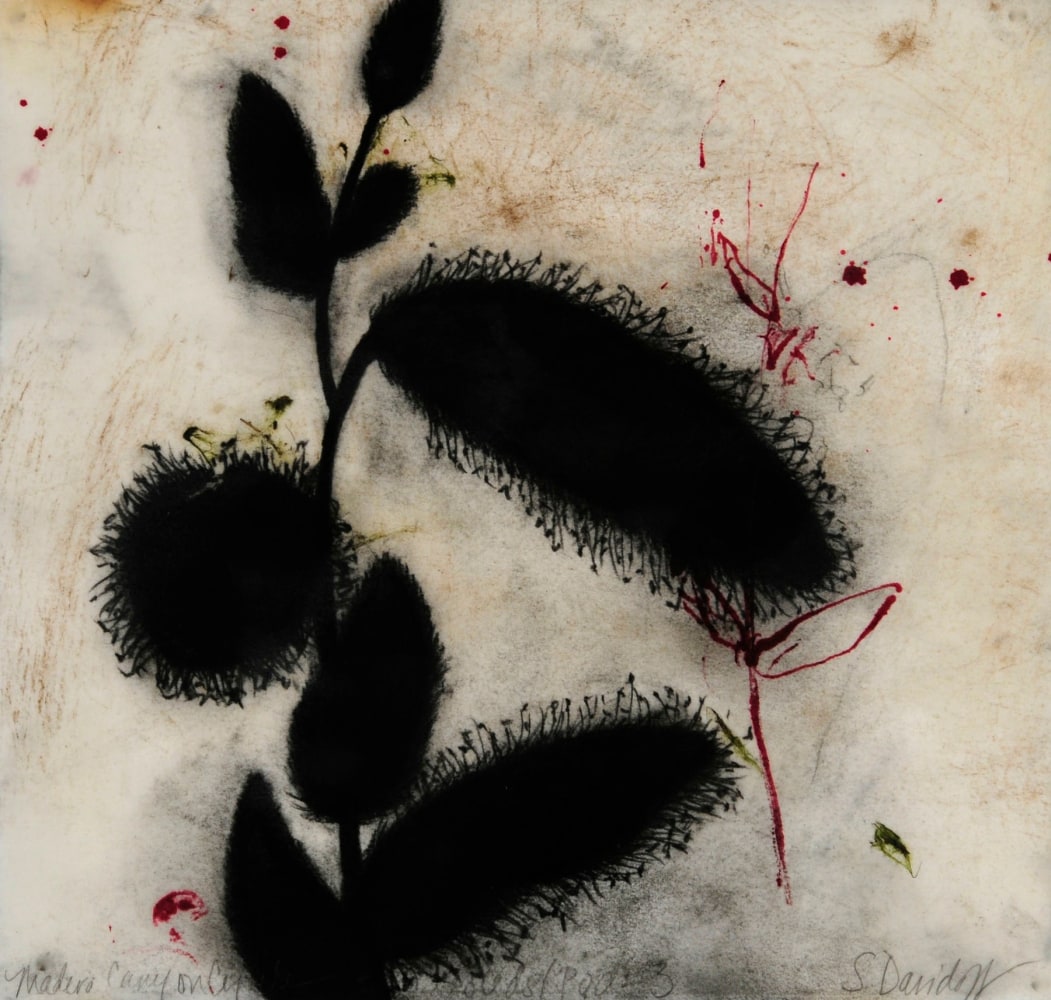 Madera Canyon Cycle - Seeds, Pods 3