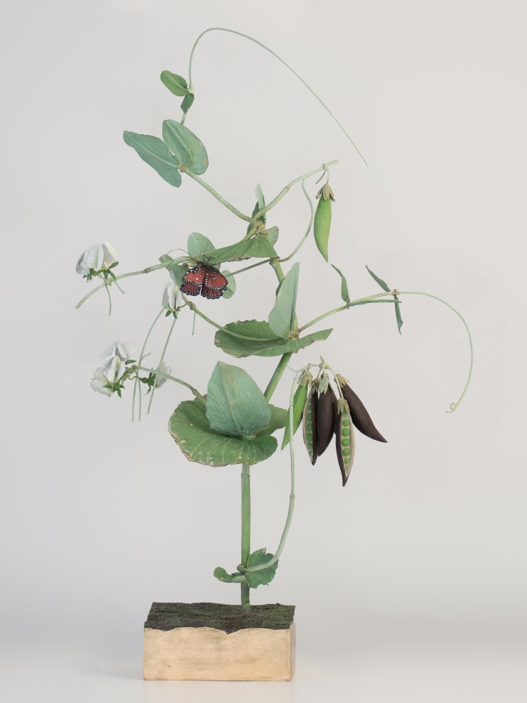 Carmen Almon, Black Peas with Stalachtis, 2023