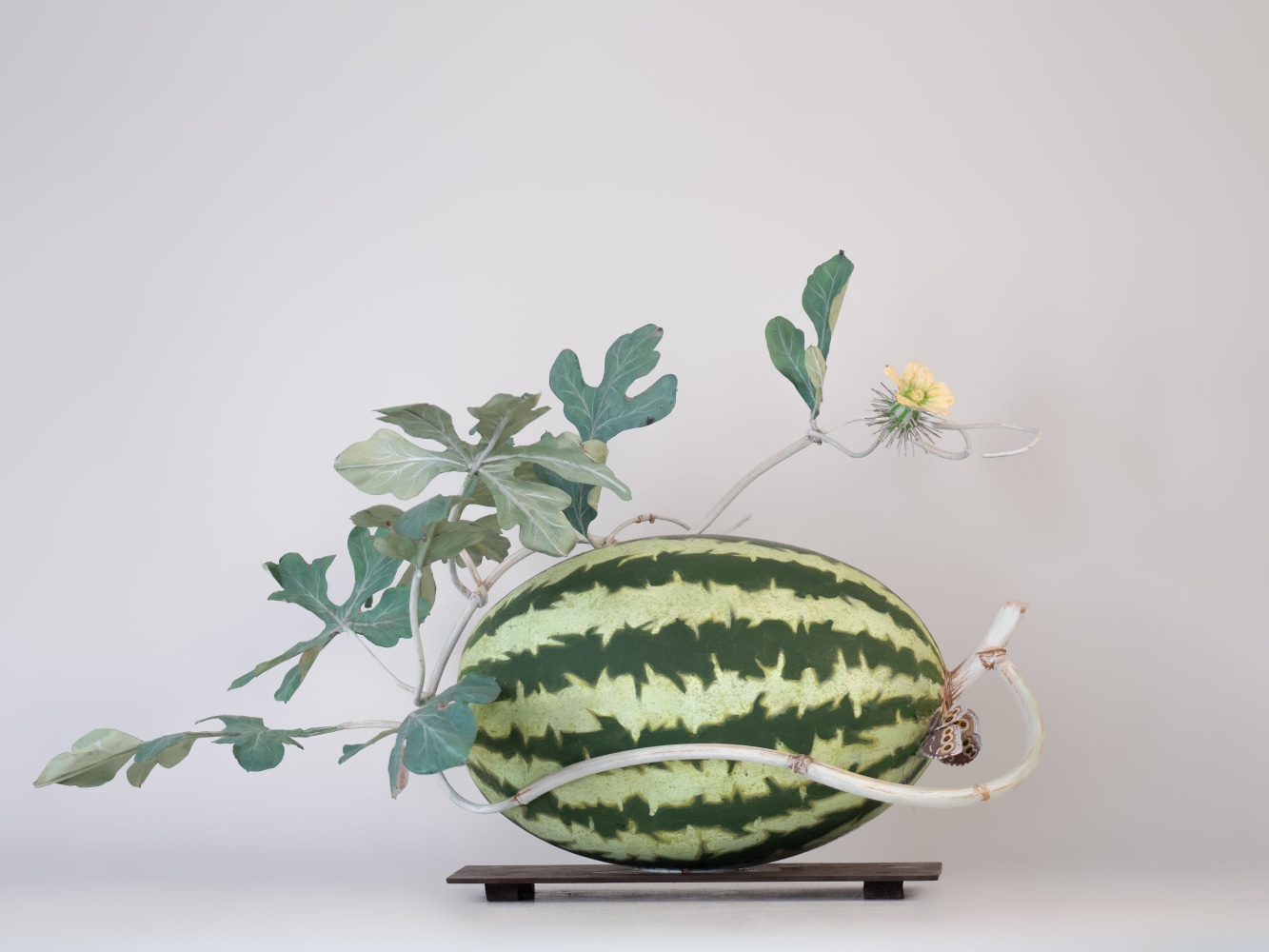 Carmen Almon, Watermelon with Morpho Butterfly, 2023