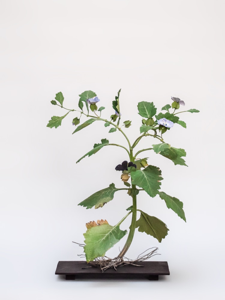 Carmen Almon, Apple of Peru with Satyrus Ferula Butterfly,&nbsp;2021