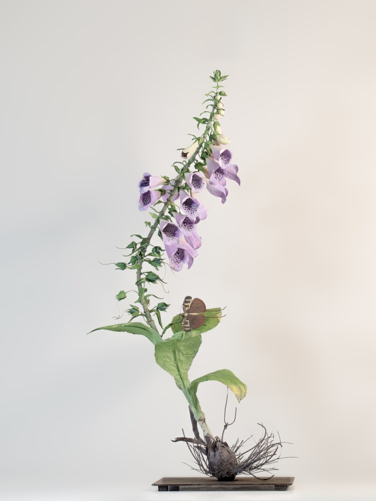 Carmen Almon, Foxglove with Sanaa Kaytid, 2023