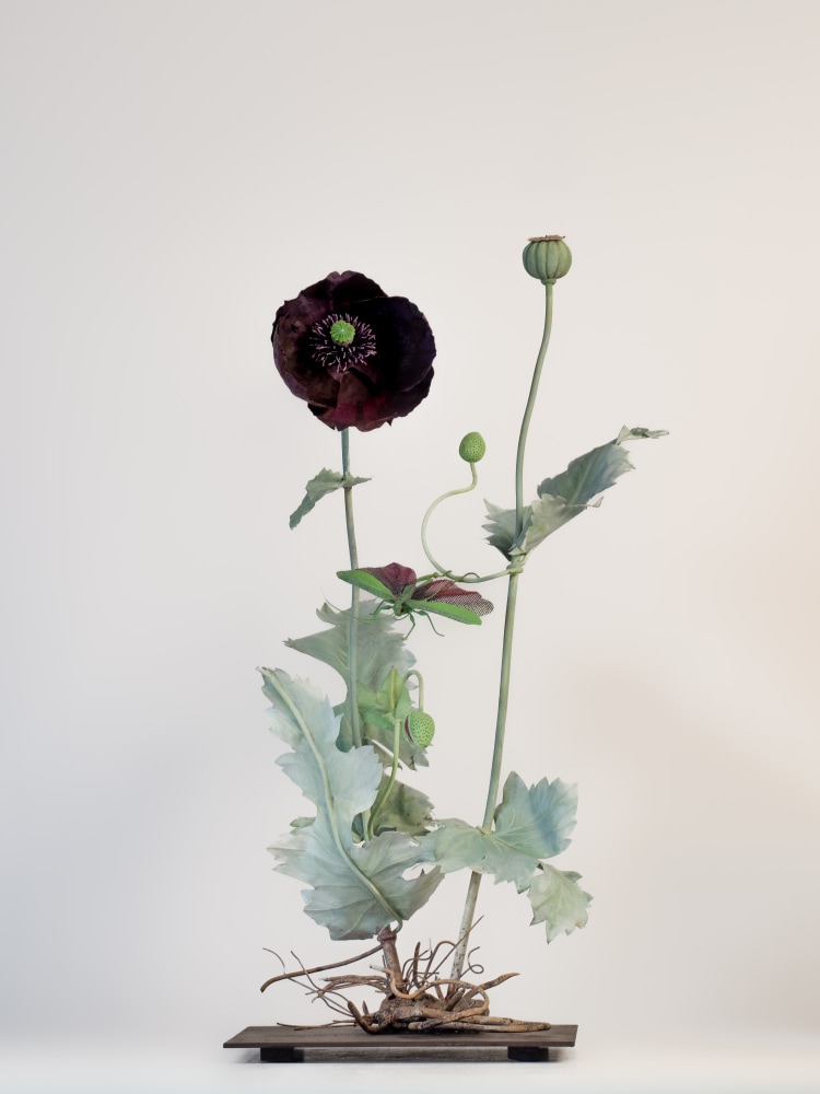 Carmen Almon, Black Poppy with Flying Pink Winged Grasshopper, 2023