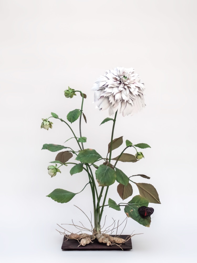 Carmen Almon, White Dahlia with Red Satyr, 2021