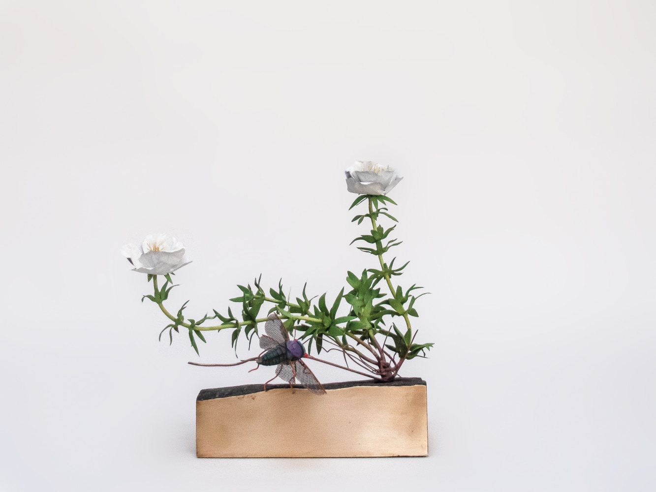 Carmen Almon, Love for One Day with Cicada, 2021