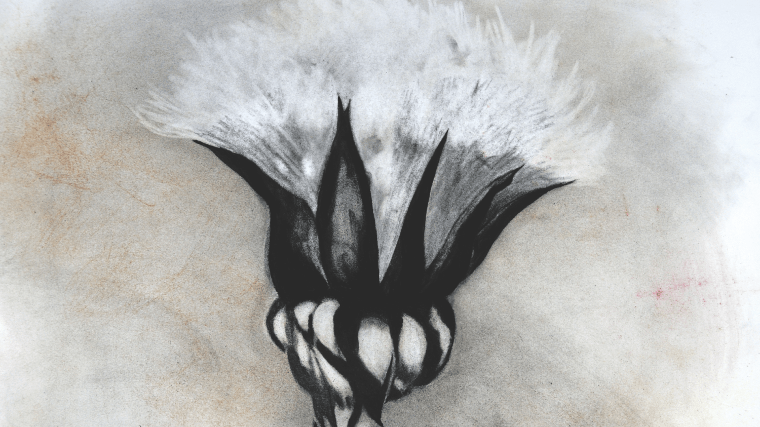 Suzi Davidoff, Learning About Flowers, 2016-2017