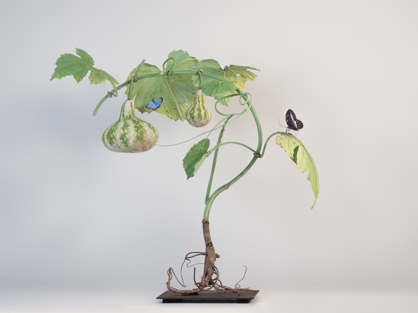Carmen Almon, Bottle Gourd with Creusa Butterfly, 2023
