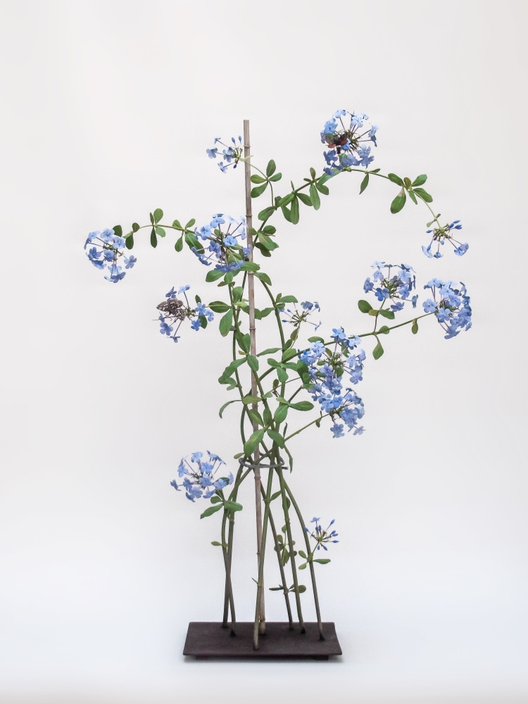 Carmen Almon, Plumbago with Checkered Skipper, 2021