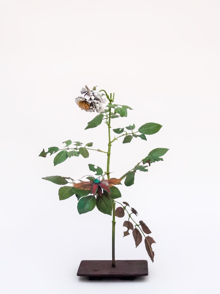 Carmen Almon, White Rose with FLying Beetle, 2021