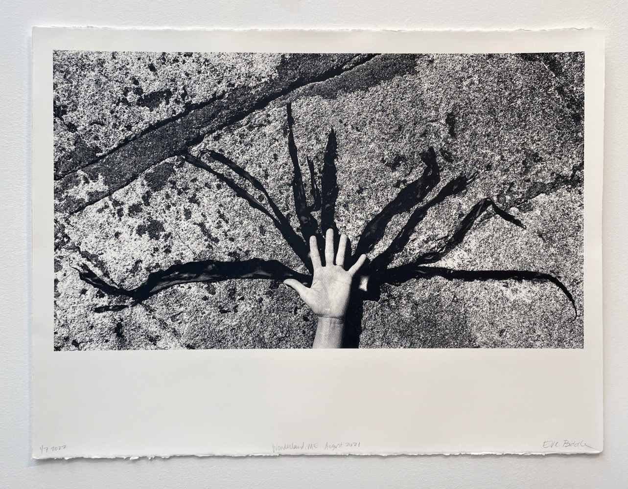 Eve Biddle, Wonderland, ME