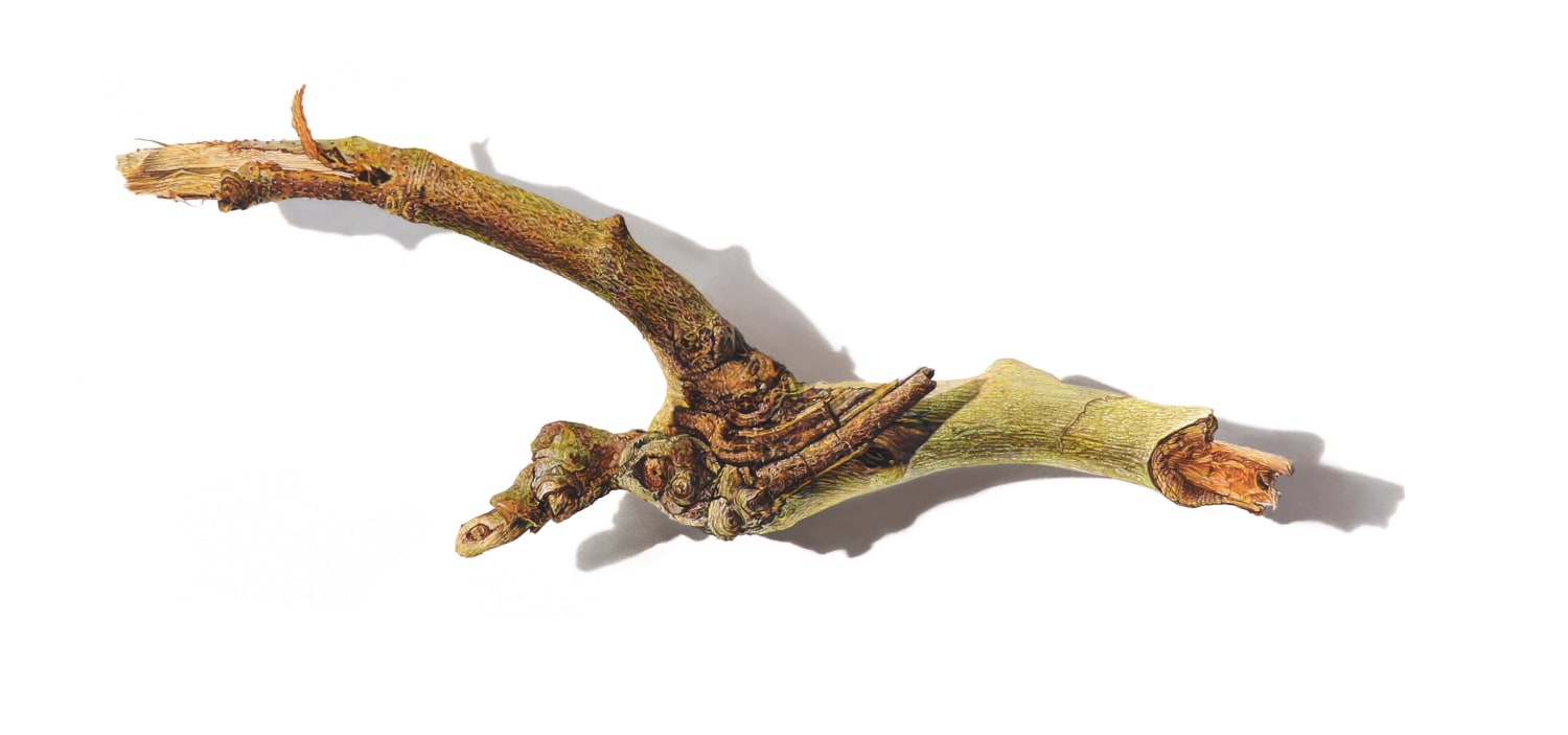 David Morrison, Stick Series No. 5, 2015