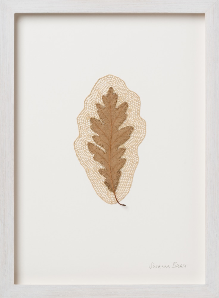 Susanna Bauer, Field