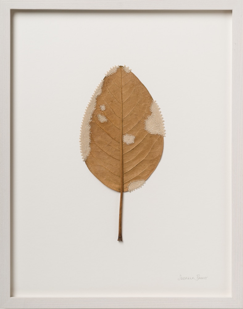 Susanna Bauer, Whole