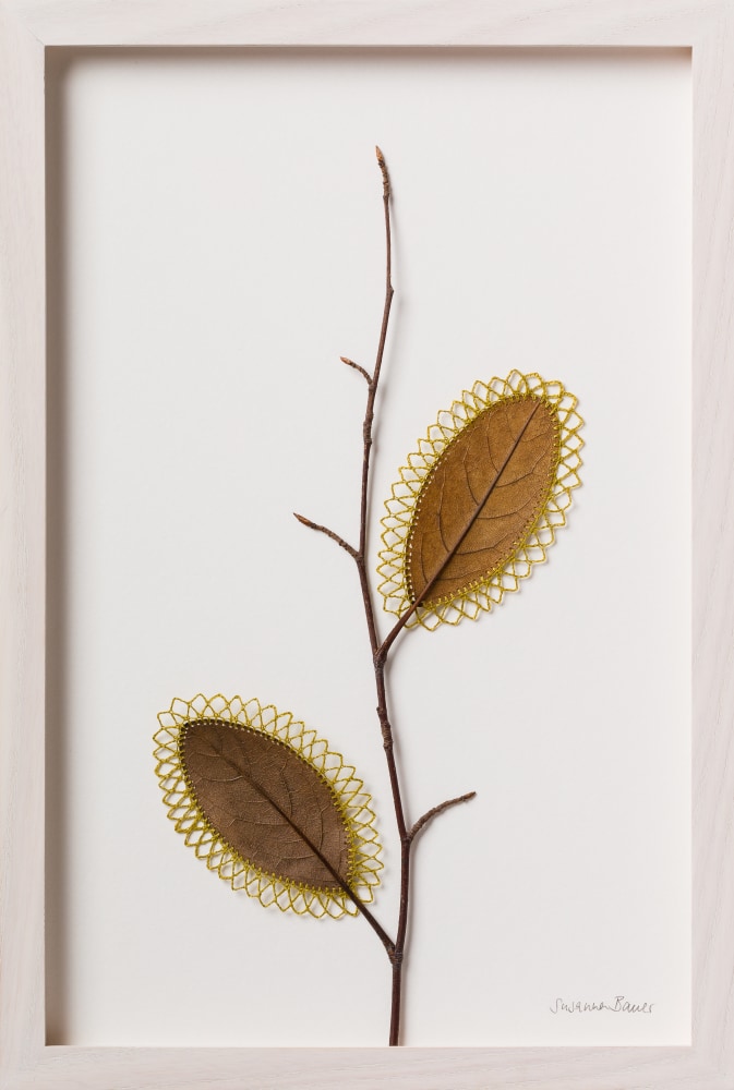 Susanna Bauer, Ascending