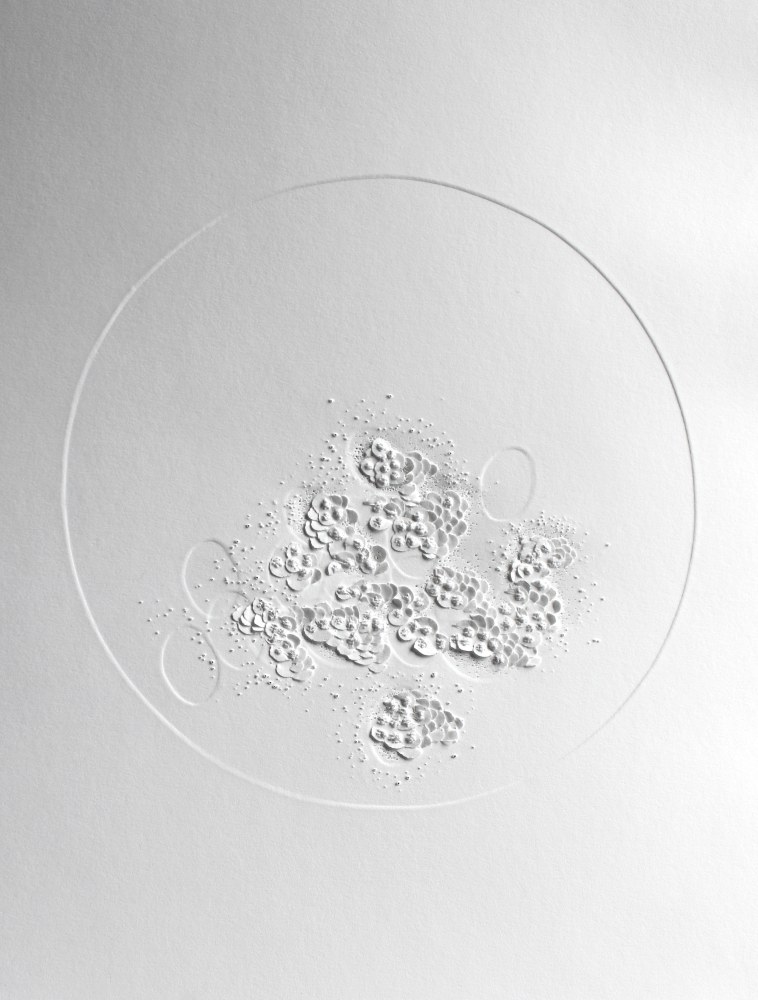 Anne-Charlotte Saliba, Meiose 1