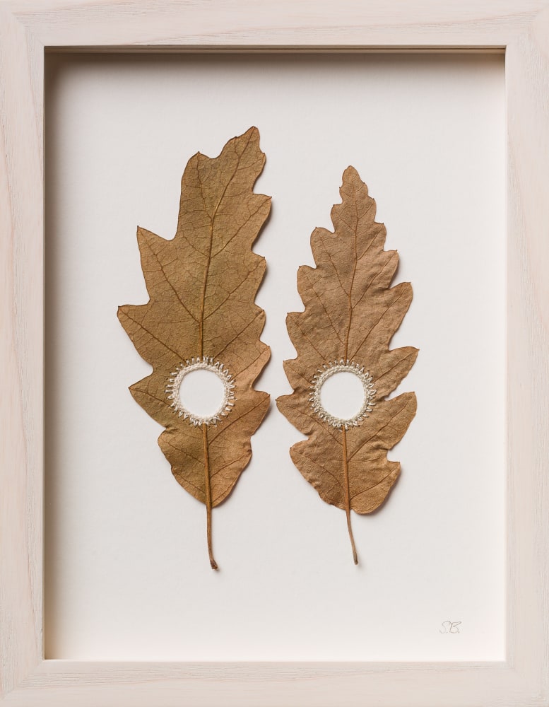 Susanna Bauer, Oak Circles