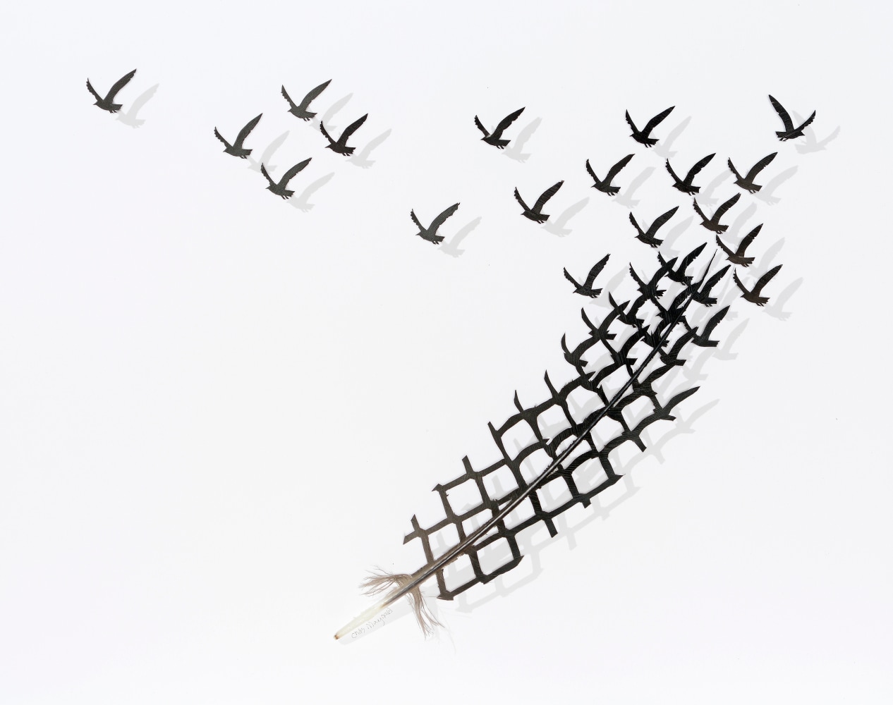 Chris Maynard, Chain Link 6