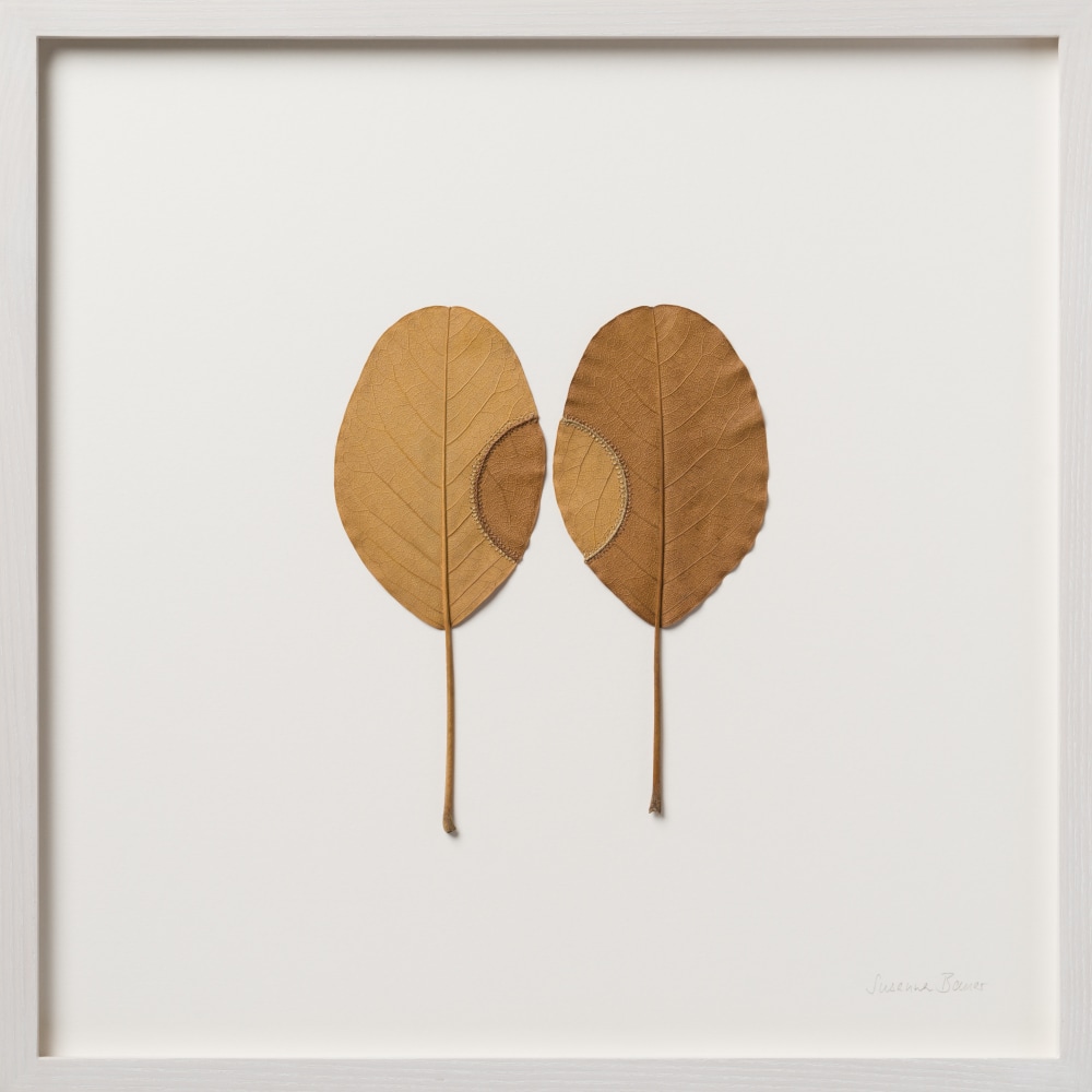 Susanna Bauer, Trans-Plant No 39