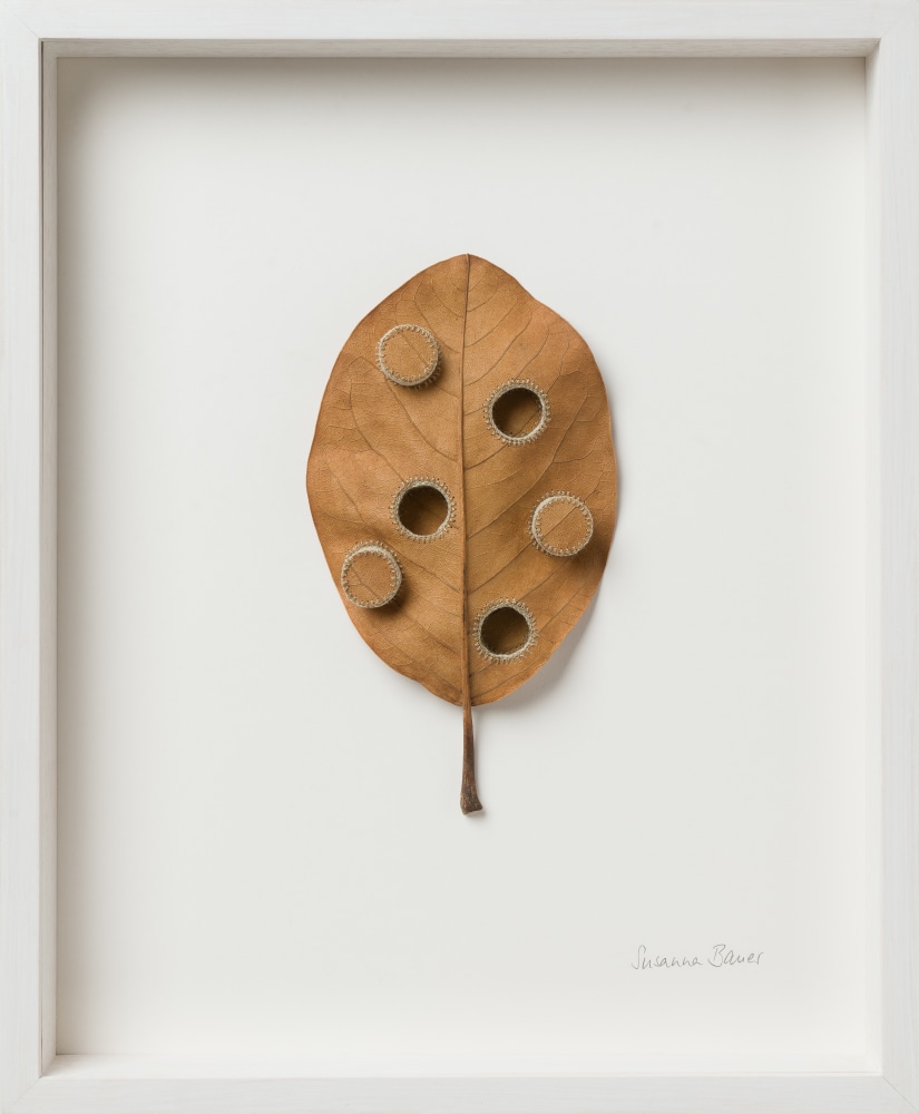 Susanna Bauer, High and Lows