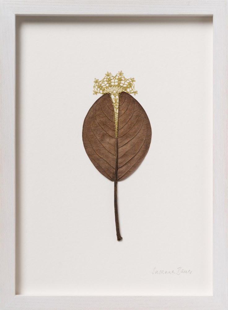 Susanna Bauer, Into the Light