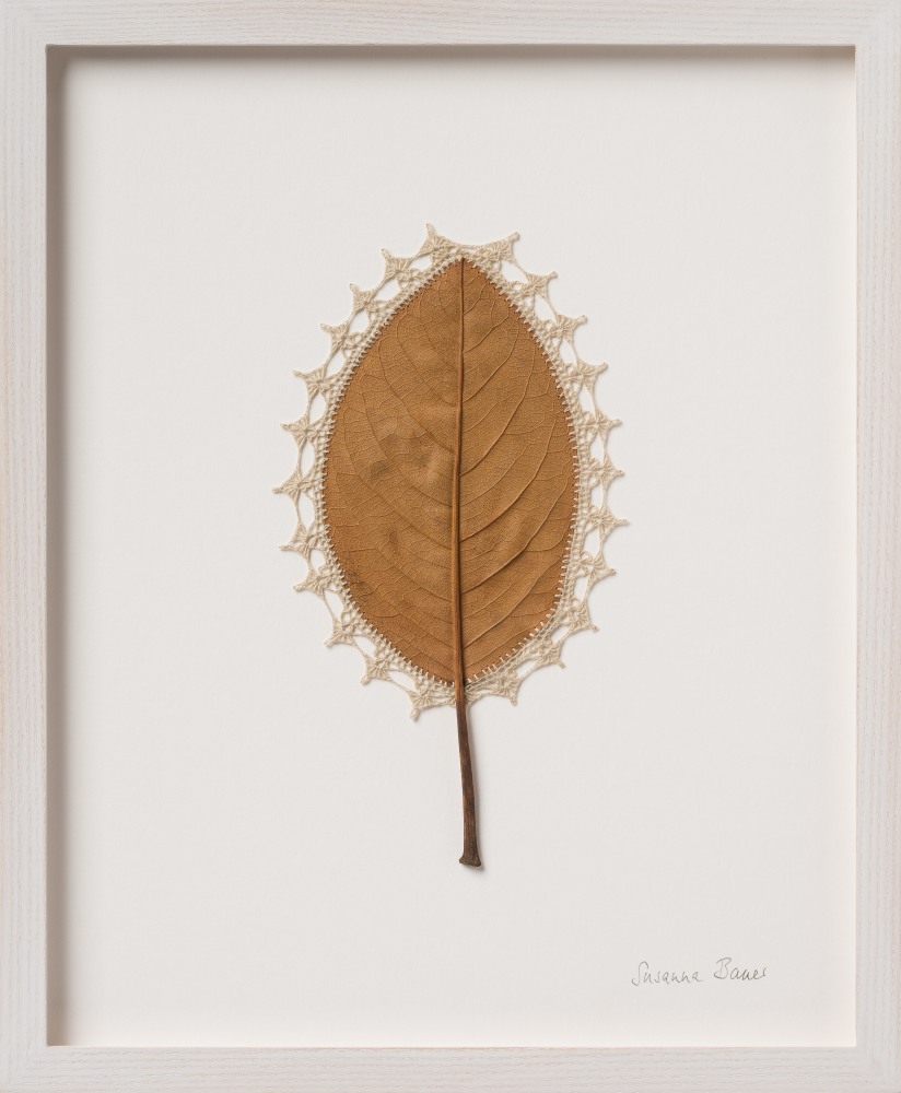 Susanna Bauer, Shimmer