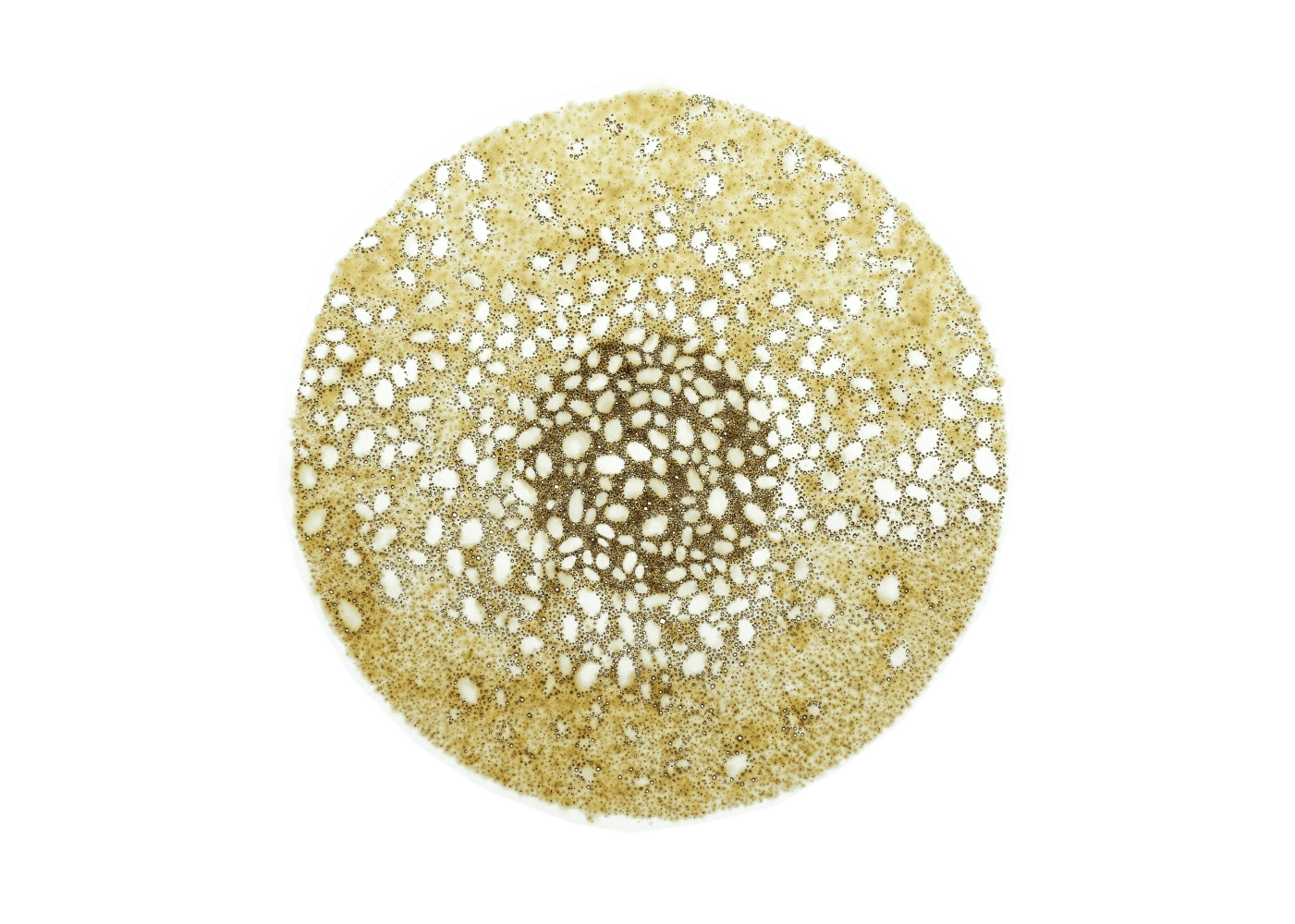 Nathalie Palomino, “CDV #16”