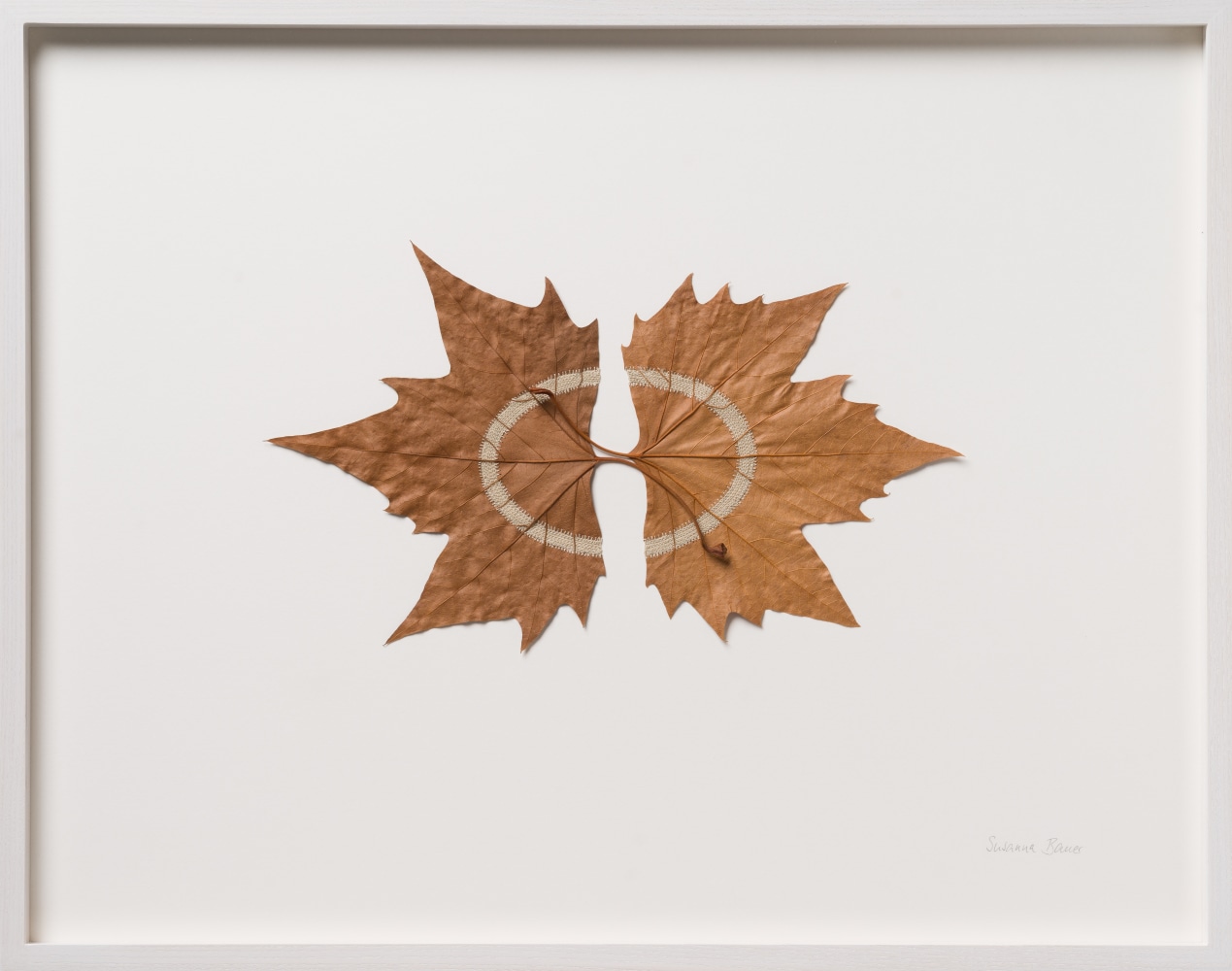 Susanna Bauer, Binding