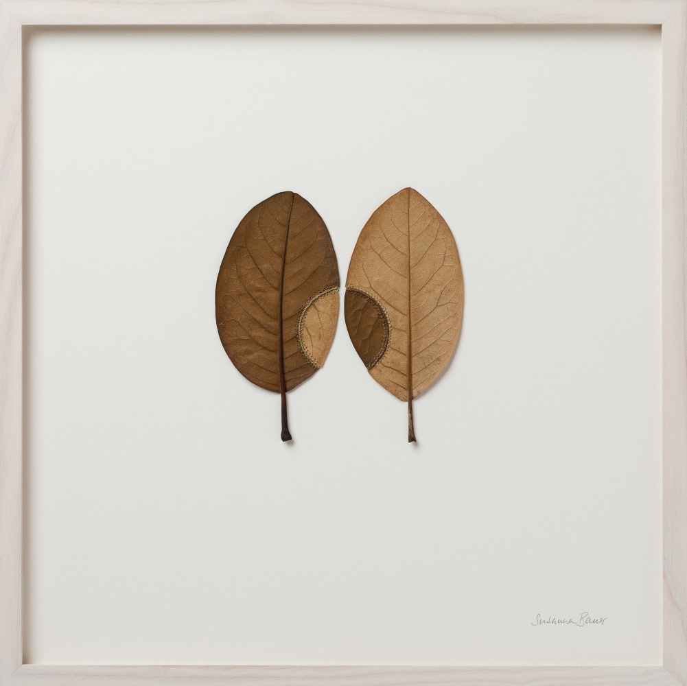 Susanna Bauer, Trans-Plant No 24