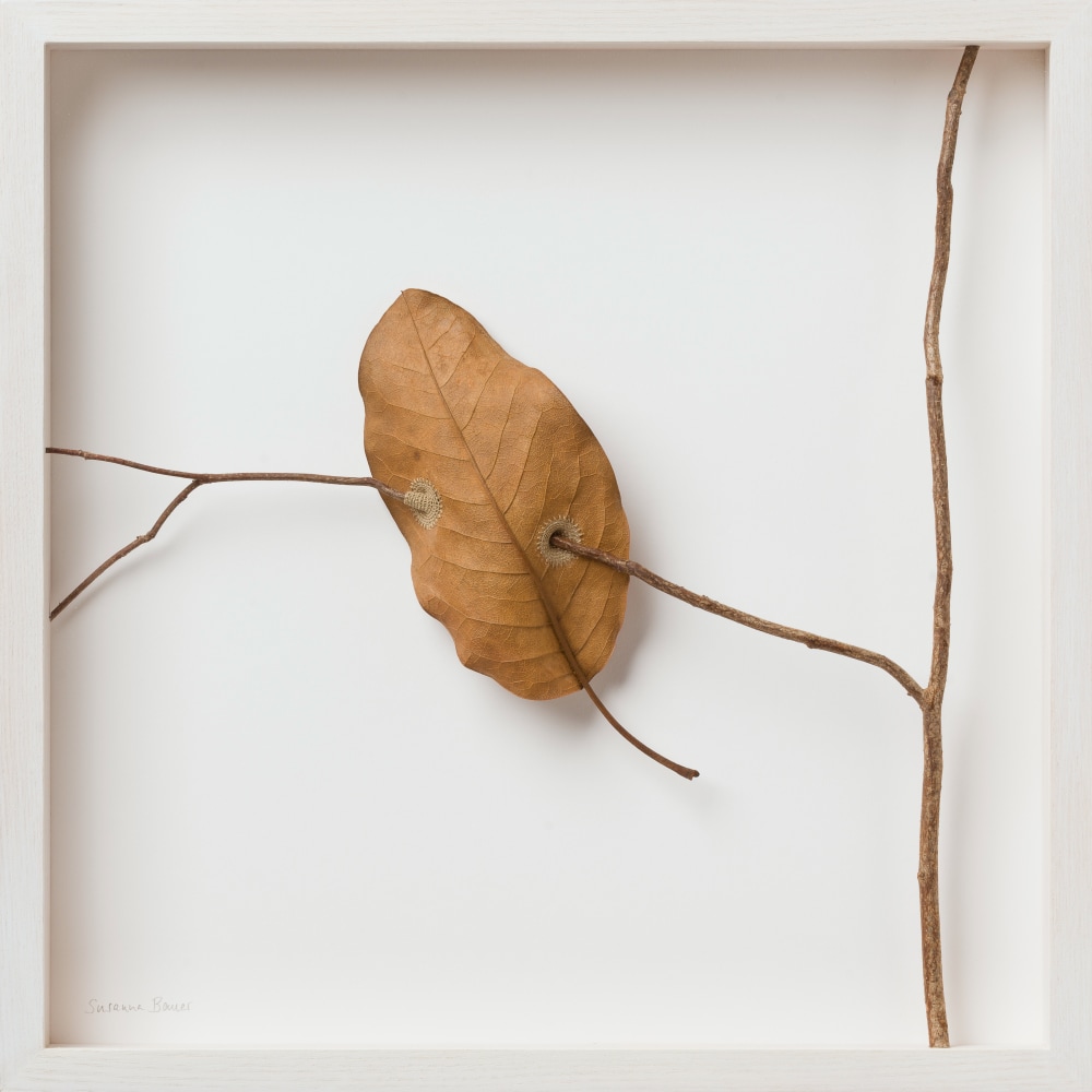 Susanna Bauer, Suspended