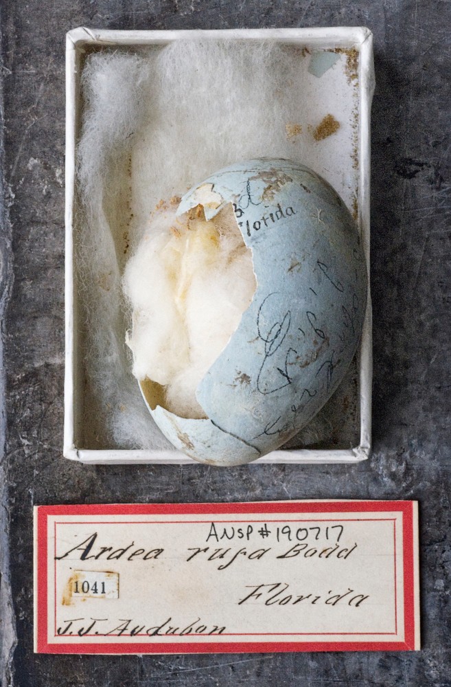 Rosamond Purcell Artists BigTown Gallery