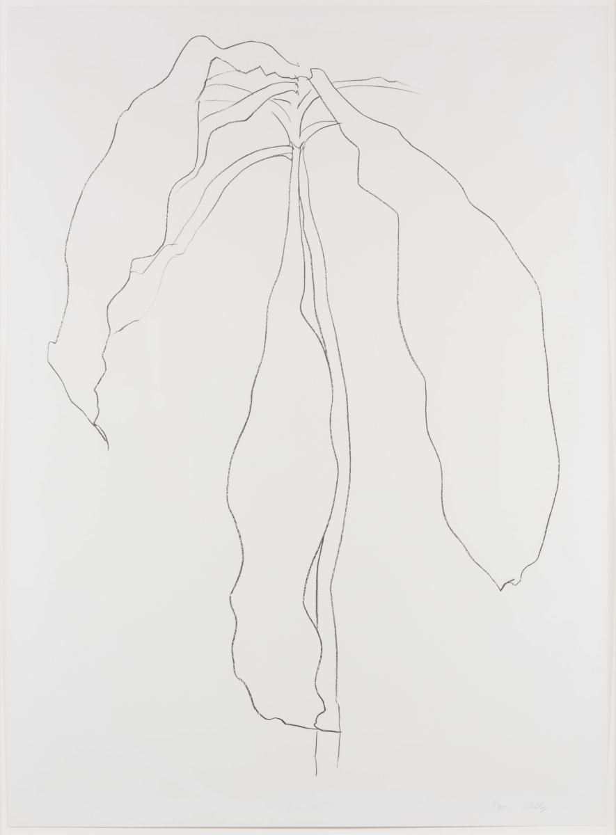 Ellsworth Kelly, Dracena II, from Series of Plant and Flower Lithographs