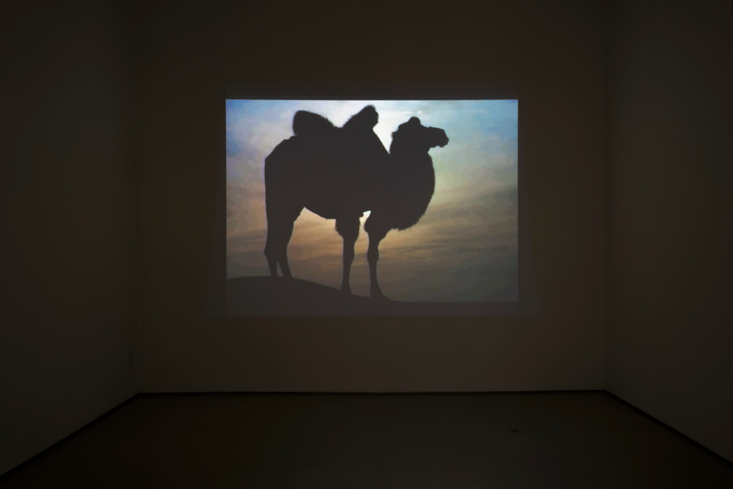 Zhao Zhao Desert and Camel, 2018 Film 41 minutes, 51 seconds