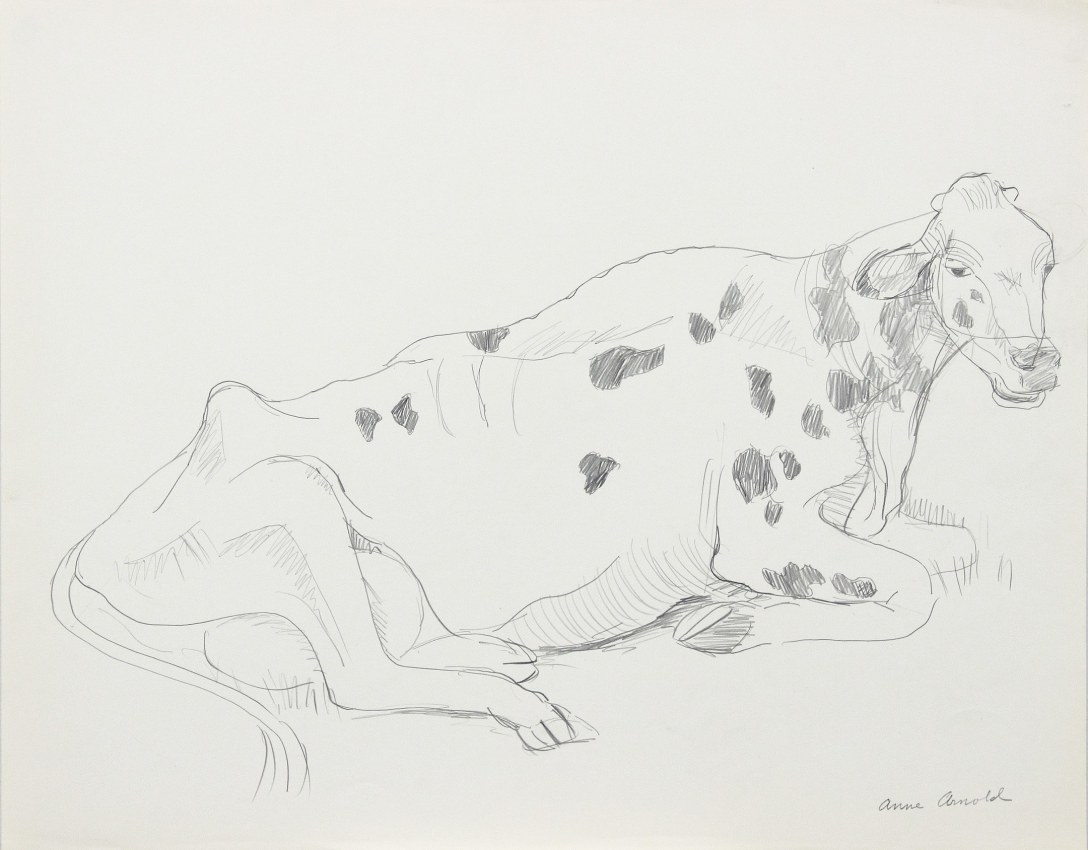 Reclining Cow, 1981, pencil on paper, 18 x 23 inches