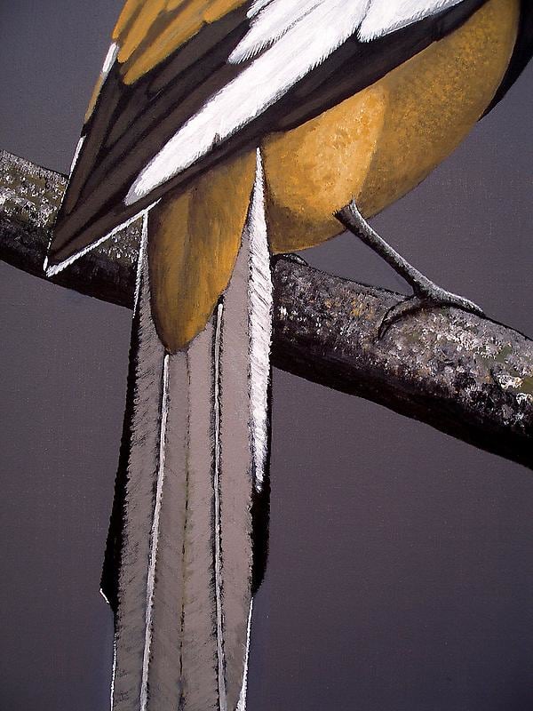 Rajan Krishnan PASTORAL FINCH