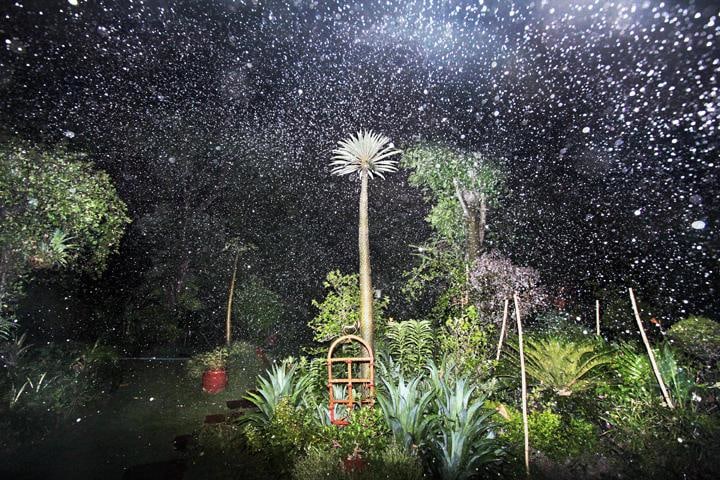 Raghu Rai TREES AT NIGHT 2