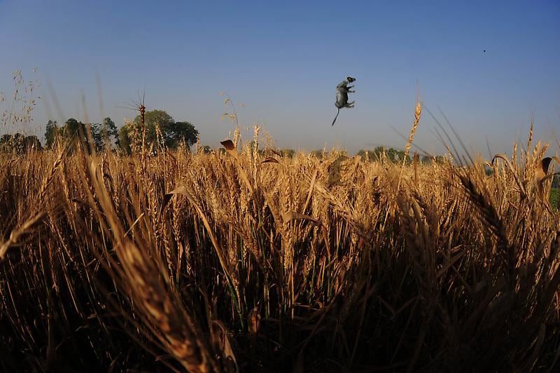 Huma Mulji HIGH RISE