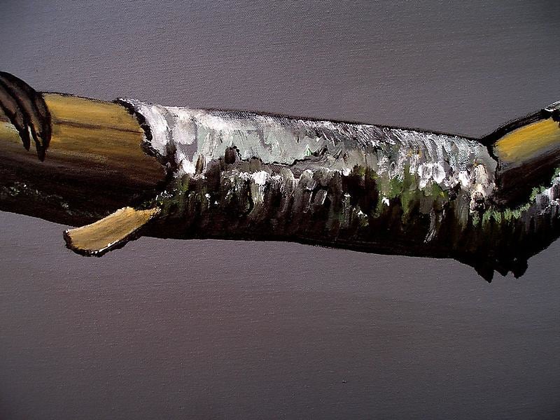 Rajan Krishnan PASTORAL HORNBILL