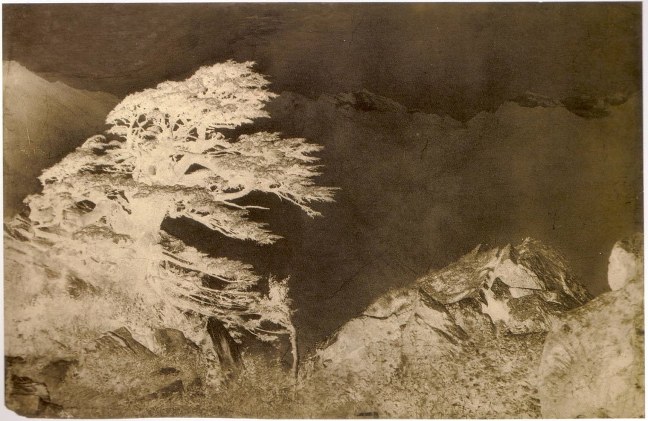 Windswept tree, Himalayas, India