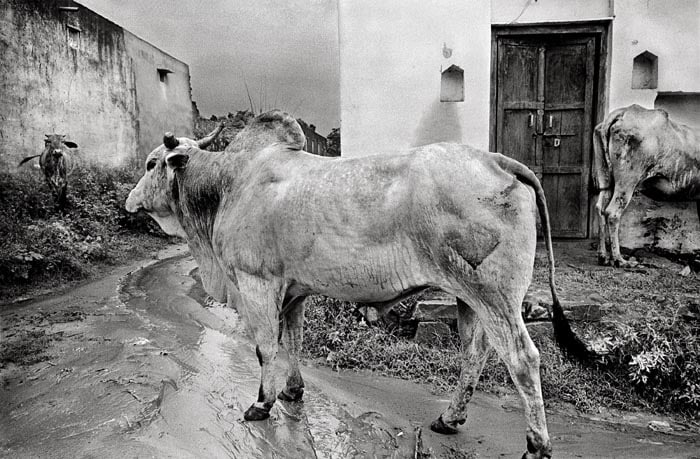 Raghu Rai STILLED BY THE RAIN, GURGAON