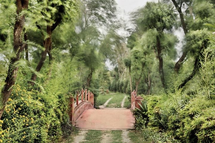 Raghu Rai BREEZY TREES