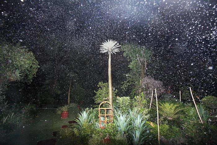 Raghu Rai Trees 2 (Eds. 2-4)