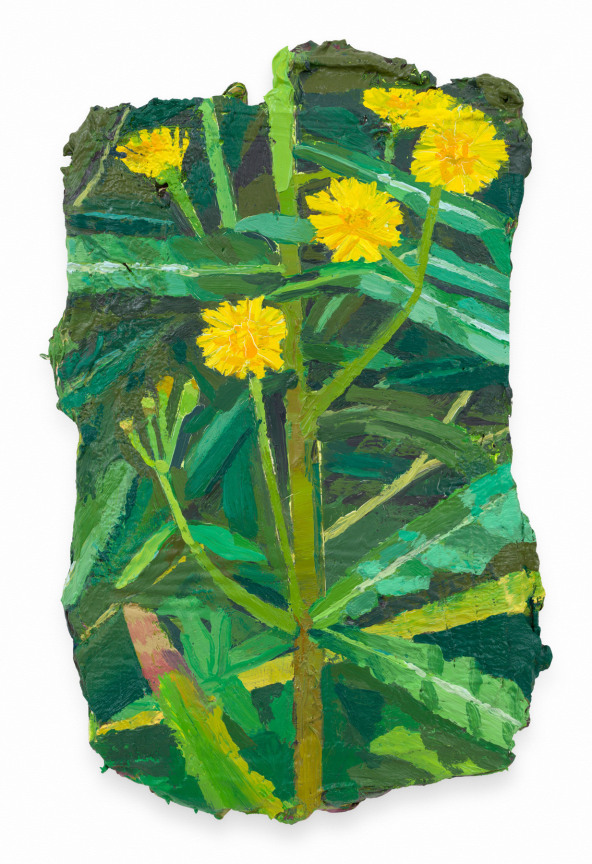 Sonchus Oleraceus, 2024, Oil on canvas, 10 3/4 x 7 inches, 27.3 x 17.8 cm, MMG#37653
