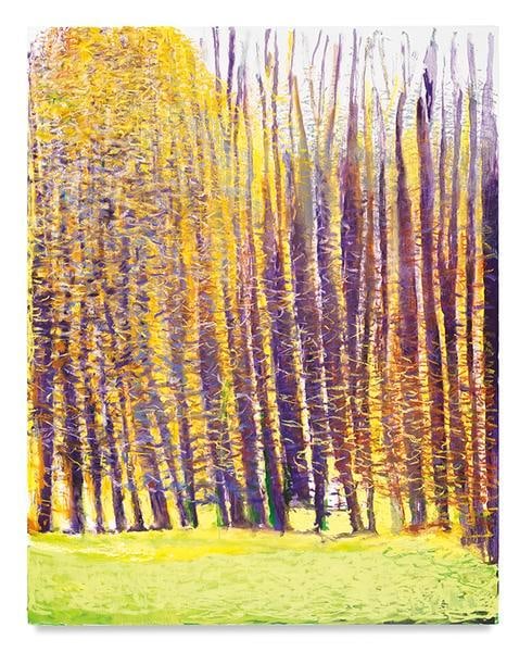 Summer Light Caught in the Woods II, 2017, Oil on canvas, 66 x 52 inches, 167.6 x 132.1 cm, AMY#29026