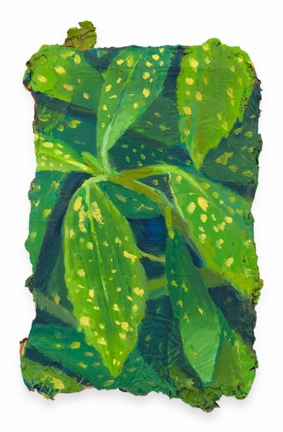 Aucuba Japonica Bis, 2024, Oil on canvas, 10 1/2 x 6 3/4 inches, 26.7 x 17.1 cm, MMG#37655