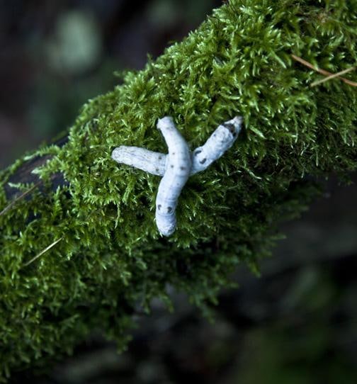 Rebecca Steele Untitled No. 5 from the series Active Dust Wall, 2018