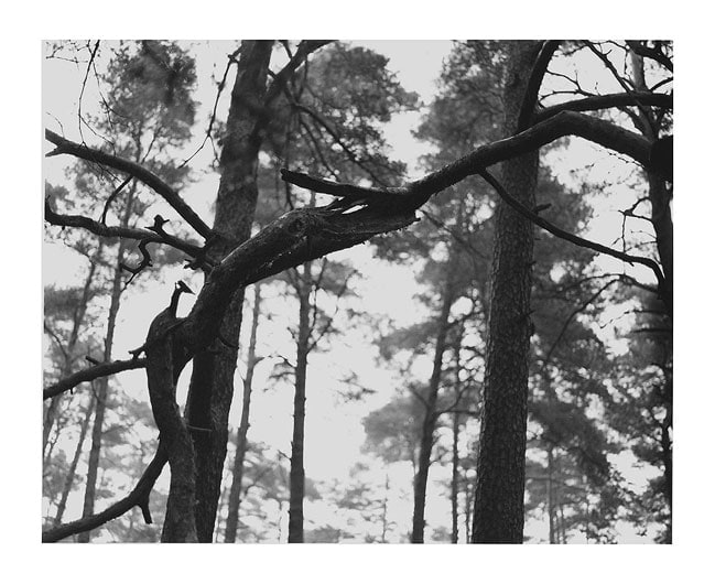 MICHAEL SCHMIDT Untitled (from Nature)