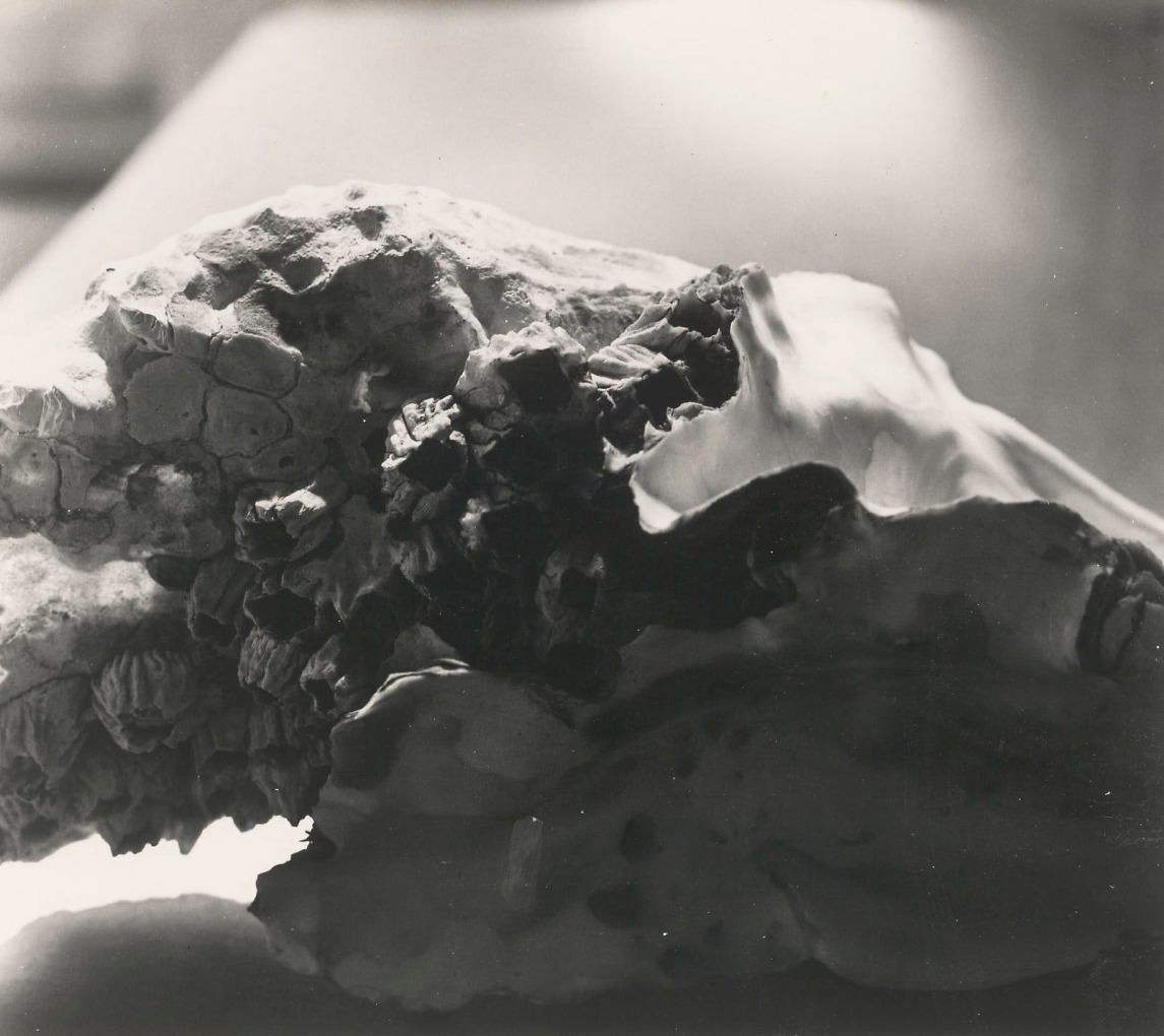 JAY DeFEO
